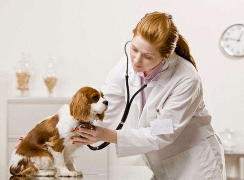 Dịch vụ chăm sóc răng miệng toàn diện cho chó mèo